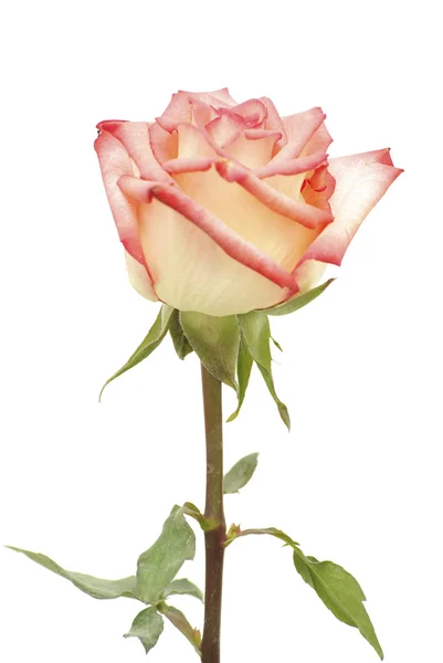 Красная Роза Изолирована Белом Фоне — стоковое фото