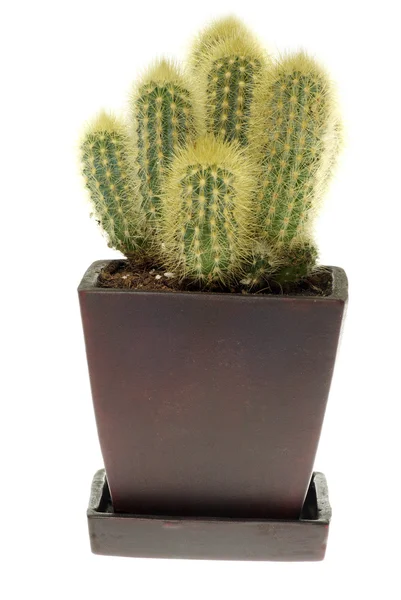 stock image Cactus