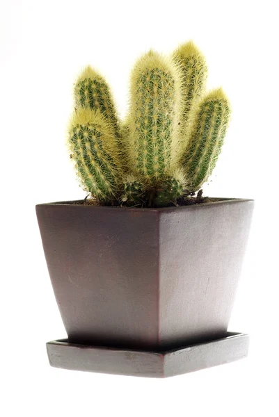 stock image Cactus