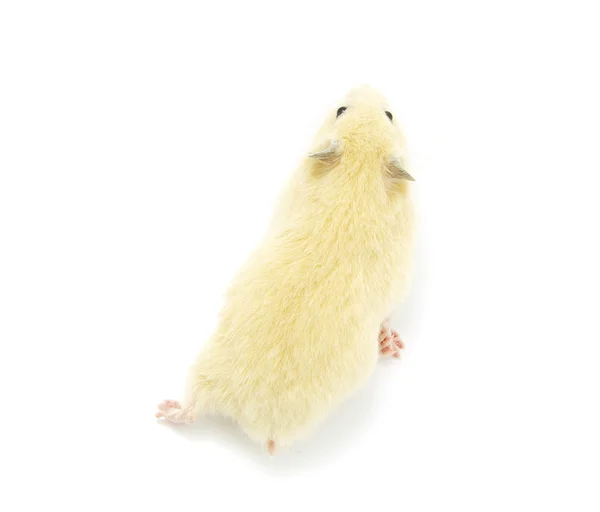 Hamster — Fotografie, imagine de stoc