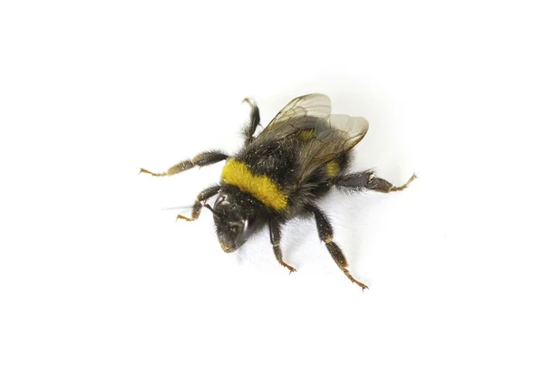Bumblebee Isolado Branco — Fotografia de Stock