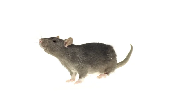 Grey Rat Isolated White Background — Stock Photo, Image