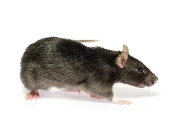 Grey Rat Isolated White Background — Stock Photo, Image