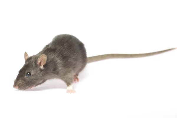 Ratto grigio — Foto Stock