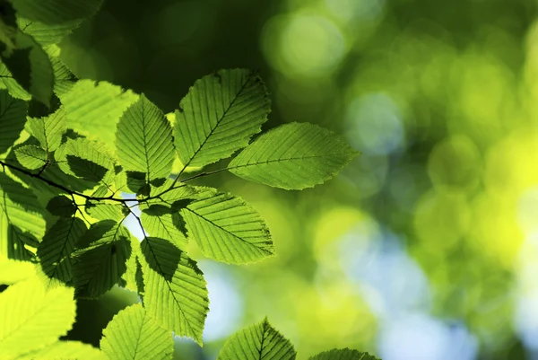 Весняне Зелене Листя Фону Сонячний День — стокове фото
