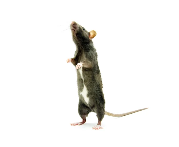 在一张白纸的老鼠 — 图库照片