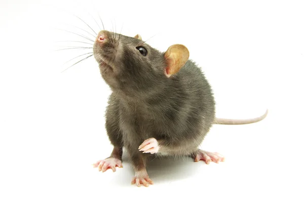 Śmieszne szczura — Zdjęcie stockowe