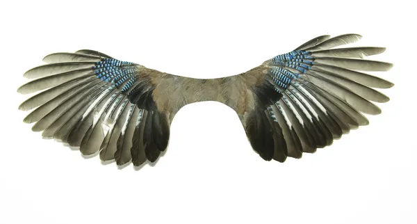 Par de alas — Foto de Stock