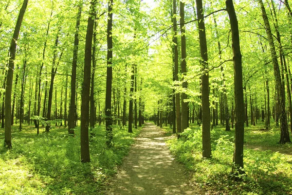 stock image Green forest