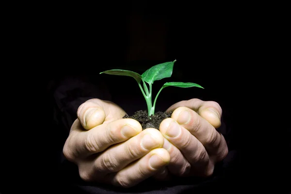 Plant in handen — Stockfoto