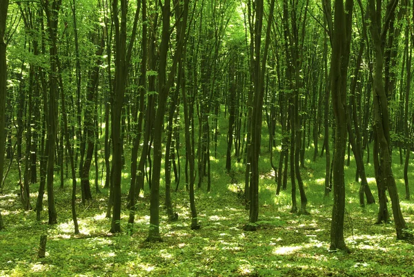 Pădure — Fotografie, imagine de stoc