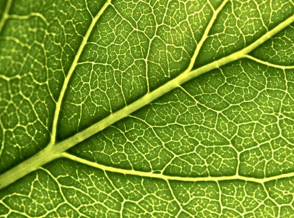 Leaf background Stock Photo