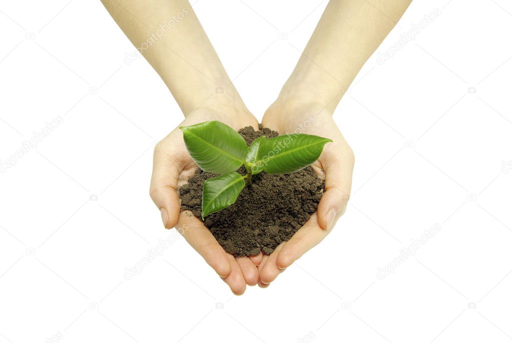 Hands holding sapling