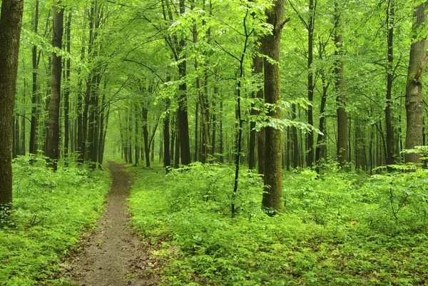Sentiero Nel Verde Della Foresta — Foto Stock