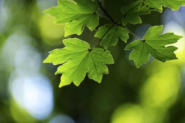 나뭇잎 배경 — 스톡 사진
