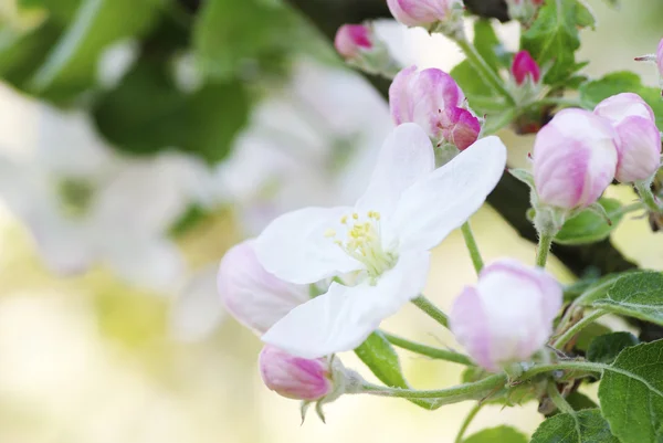 Άνθη Κερασιάς Κοντινό Πλάνο — Φωτογραφία Αρχείου
