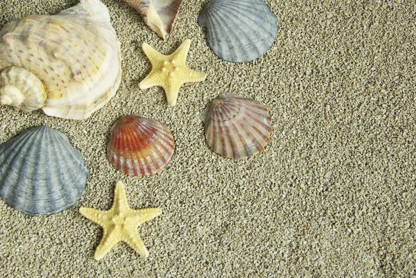 Морская Звезда Раковины Пляже — стоковое фото