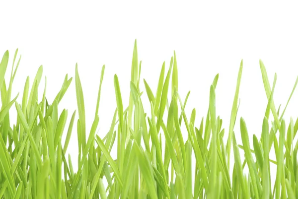 Grüner Rasen Isoliert Auf Weißem Hintergrund — Stockfoto