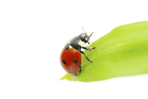 Kırmızı Uğur Böceği Yeşil Çimlerde Beyaz Çimlerde Izole Edilmiş — Stok fotoğraf