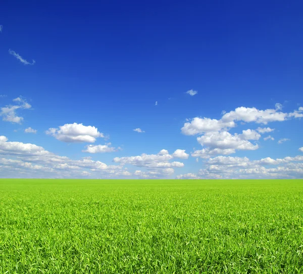 Fält Bakgrund Den Blå Himlen — Stockfoto
