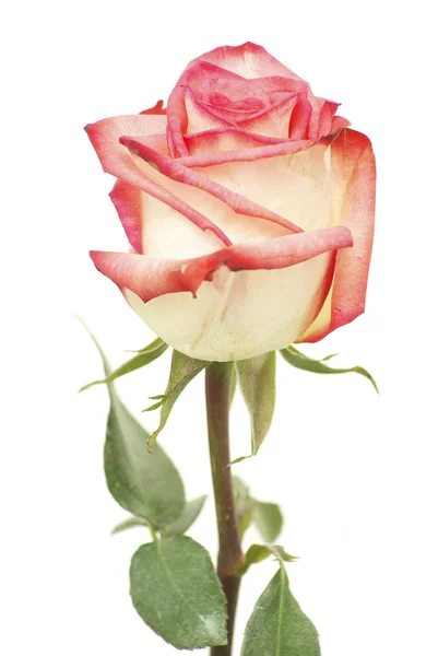 Rosa su bianco — Foto Stock