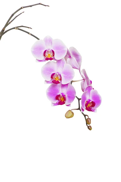 Różowa Orchidea Odizolowana Białym Tle — Zdjęcie stockowe