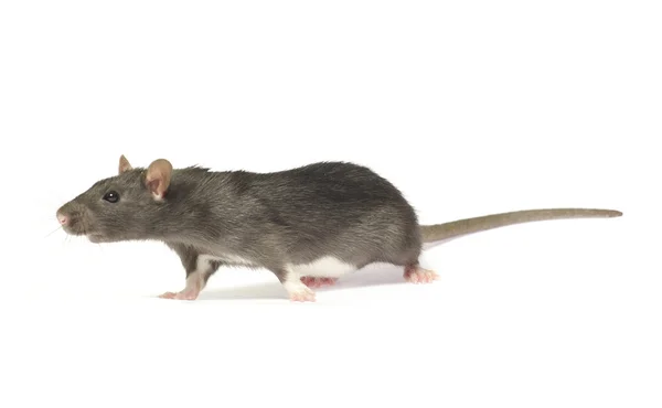 Graue Ratte Isoliert Auf Weißem Hintergrund — Stockfoto