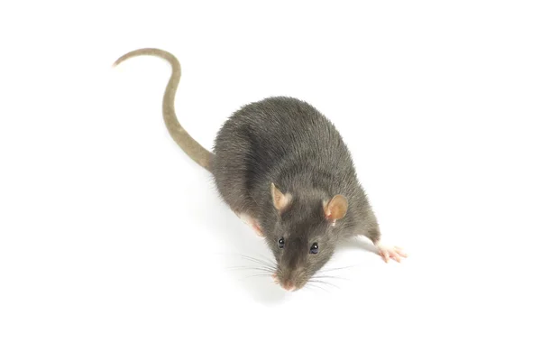 Drôle de rat — Photo