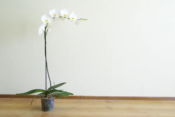 stock image White orchid