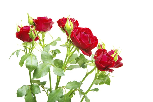 Primo Piano Una Rosa Rossa — Foto Stock