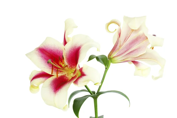 Beyaz Izole Kırmızı Lily — Stok fotoğraf