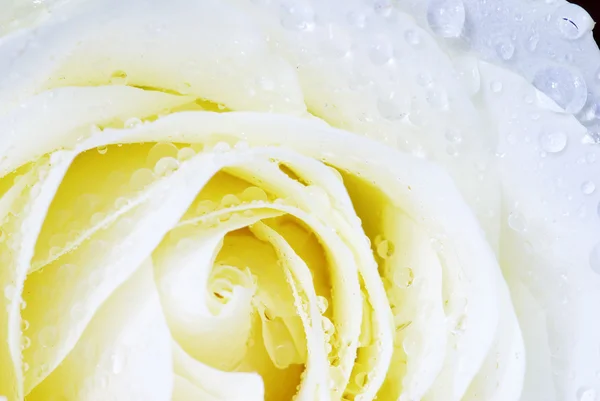 Ένα Κοντινό Πλάνο Ενός Λευκού Τριαντάφυλλου — Φωτογραφία Αρχείου
