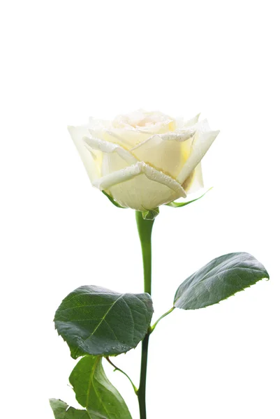 Белая Роза Изолирована Белом Фоне — стоковое фото