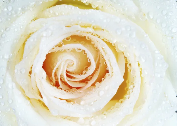 Primer Plano Una Rosa Blanca — Foto de Stock
