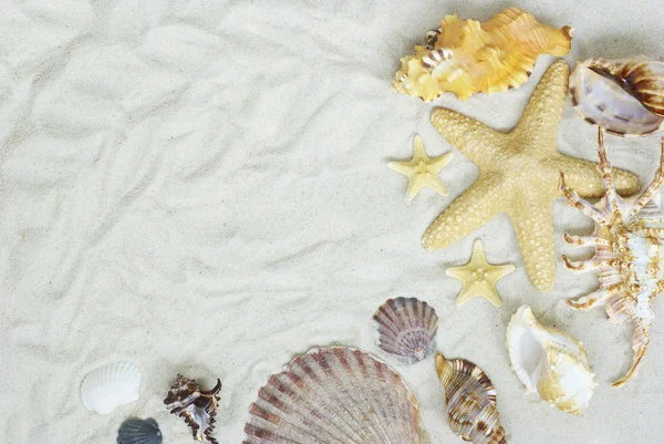 Kumsalda Deniz Yıldızı Deniz Kabukları — Stok fotoğraf