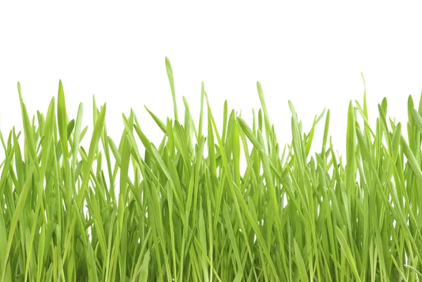 Grüner Rasen Isoliert Auf Weißem Hintergrund — Stockfoto