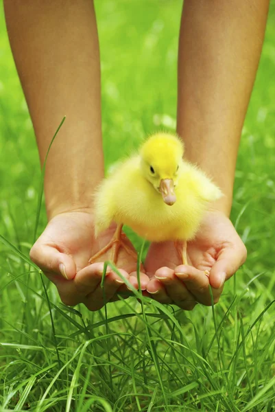 Elinde Sarı Tüylü Bir Ördek — Stok fotoğraf