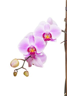 Orchid on white clipart