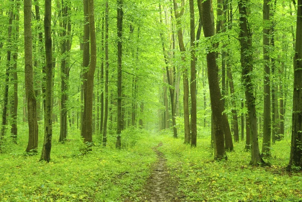 緑の森の中を — ストック写真