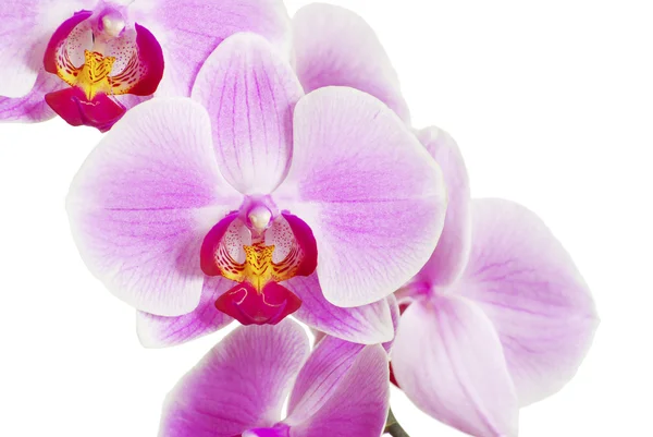 Beyaz Arkaplanda Izole Edilmiş Pembe Orkide — Stok fotoğraf