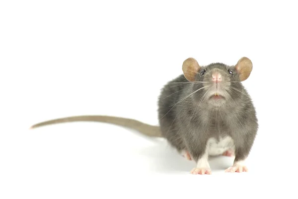 Graue Ratte Isoliert Auf Weißem Hintergrund — Stockfoto