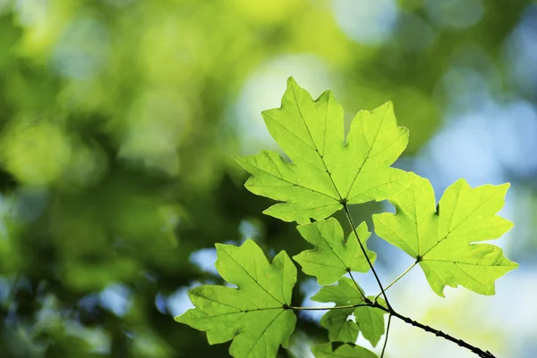 Zelené Listy Pozadí Slunečný Den — Stock fotografie