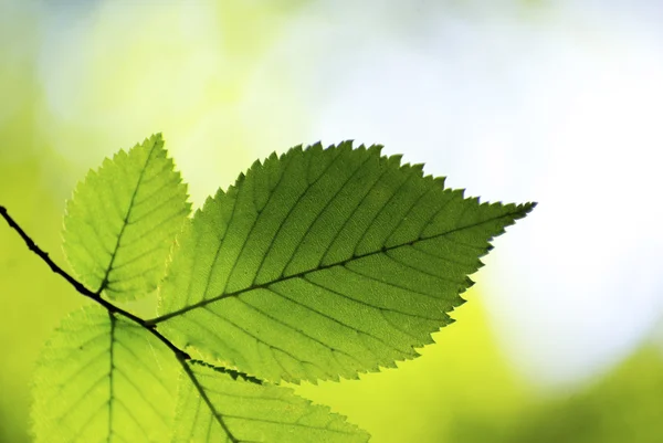 Grüne Blätter Hintergrund Einem Sonnigen Tag — Stockfoto