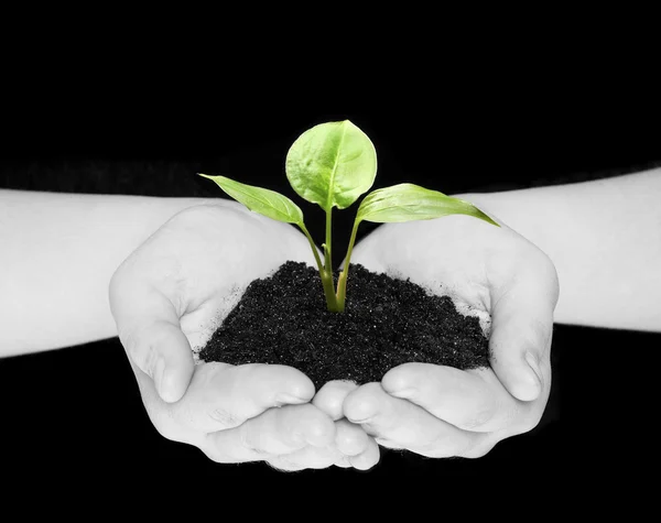 Plant Hands Isolated Black — Stock Photo, Image