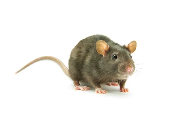 Gray rat Royalty Free Stock Images