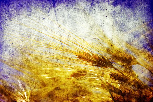 Гранжевий Фон Золотою Пшеницею Фермі — стокове фото