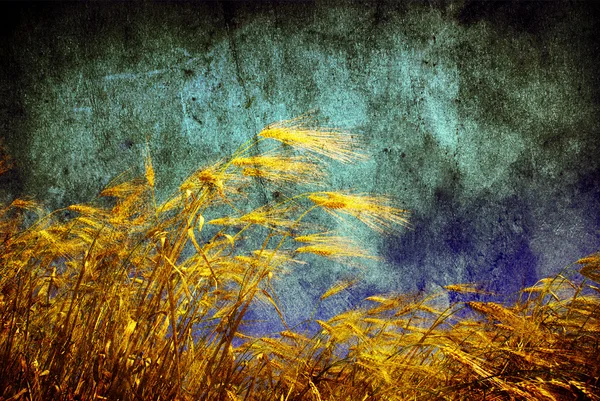Grunge Hintergrund Mit Goldenem Weizen Auf Einem Feld — Stockfoto