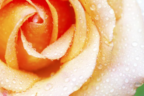 Close Uma Rosa Amarela — Fotografia de Stock