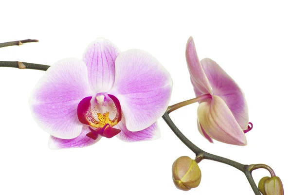 Różowa Orchidea Odizolowana Białym Tle — Zdjęcie stockowe
