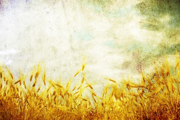 垃圾背景与金黄色的麦子某农场的场长 — 图库照片